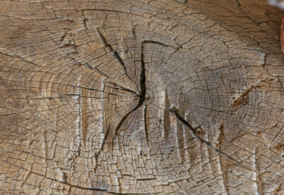 Detailaufnahme einer Baumscheibe mit markanten Jahresringen und Trocknungsrissen, typische Altholz-Struktur für Möbel der Antikholzwerkstatt.